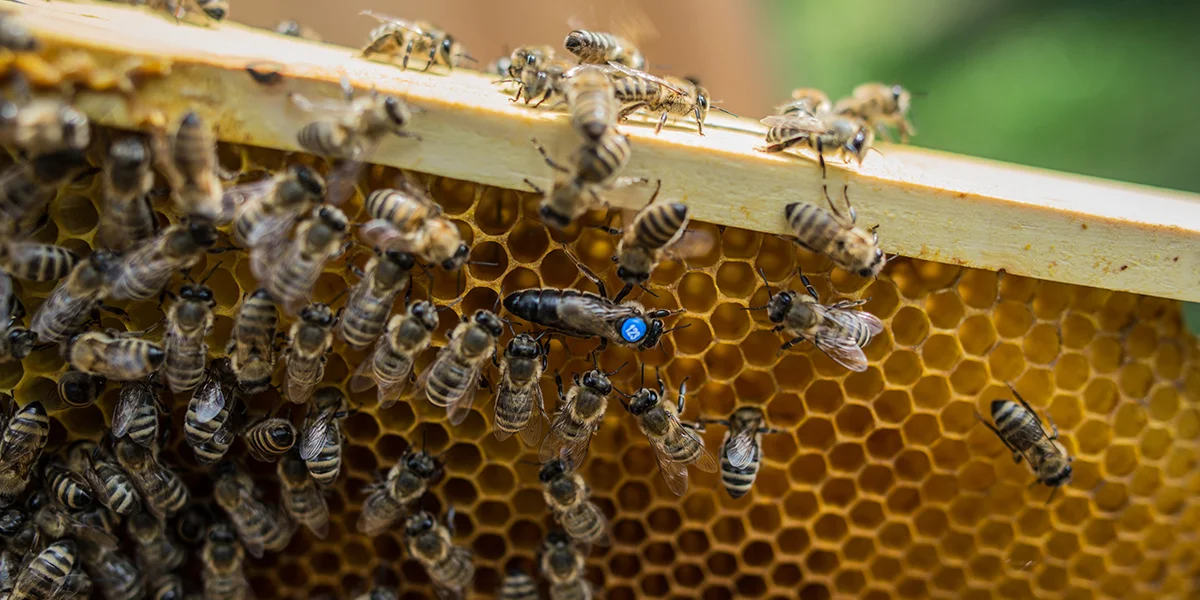 Transcarpathian tribal plant for breeding and selecting the Carpathian bee population