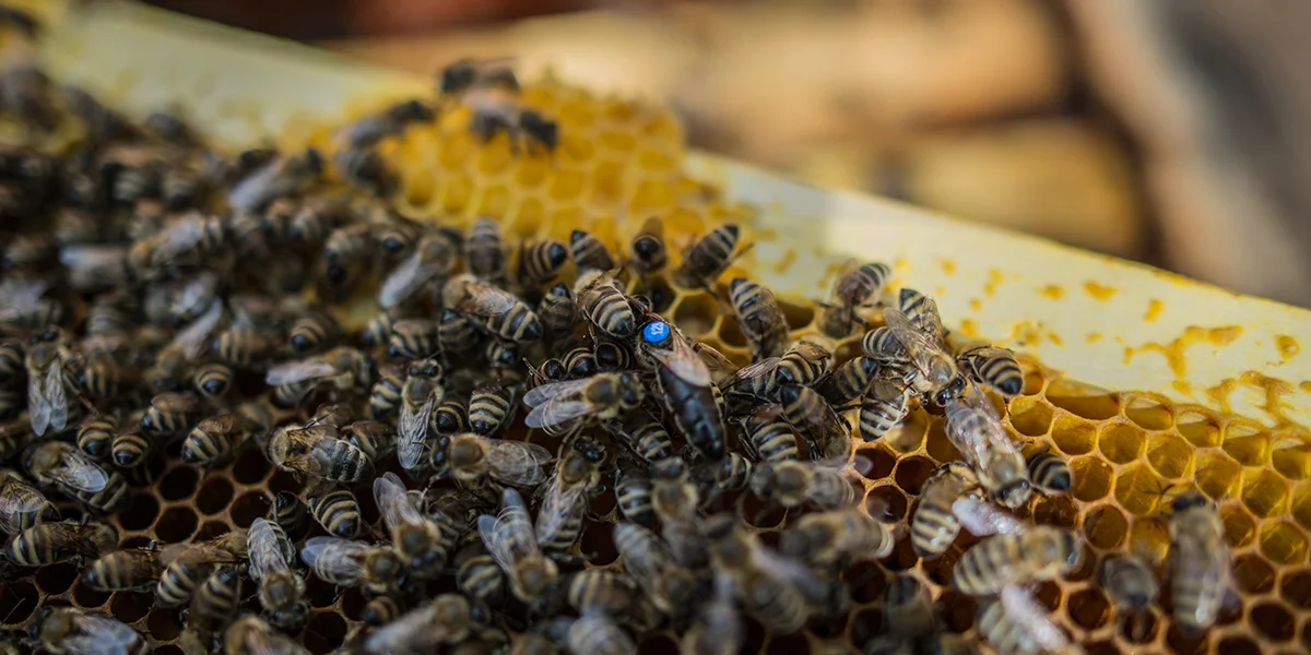 Transcarpathian tribal plant for breeding and selecting the Carpathian bee population