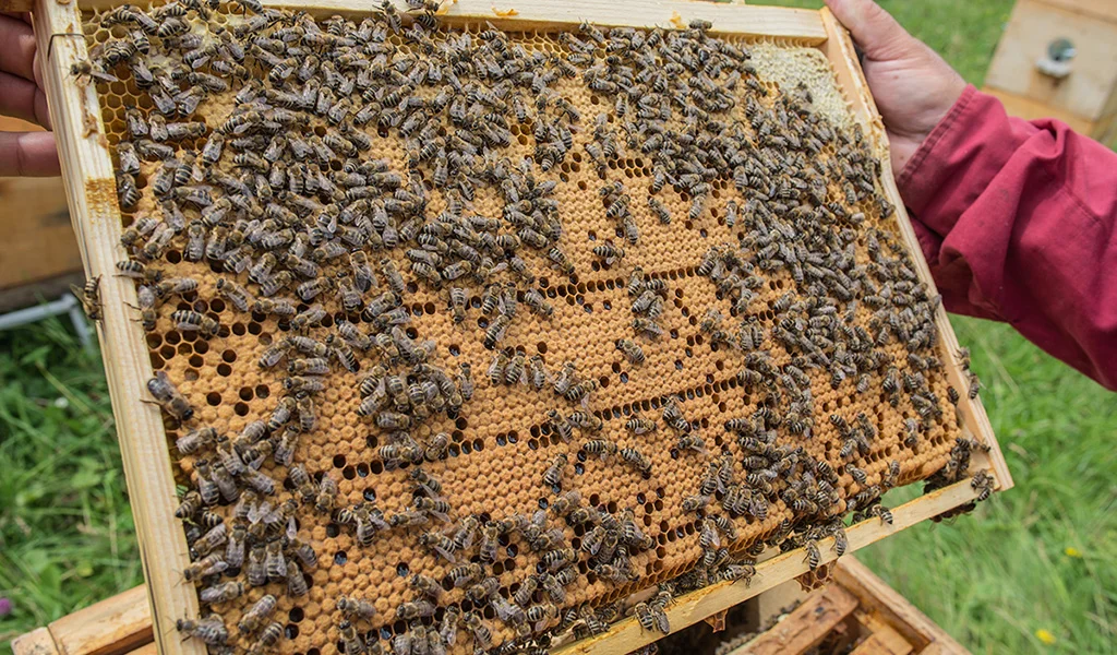 Transcarpathian tribal plant for breeding and selecting the Carpathian bee population