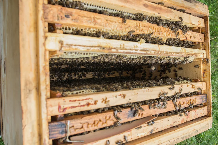 Transcarpathian tribal plant for breeding and selecting the Carpathian bee population