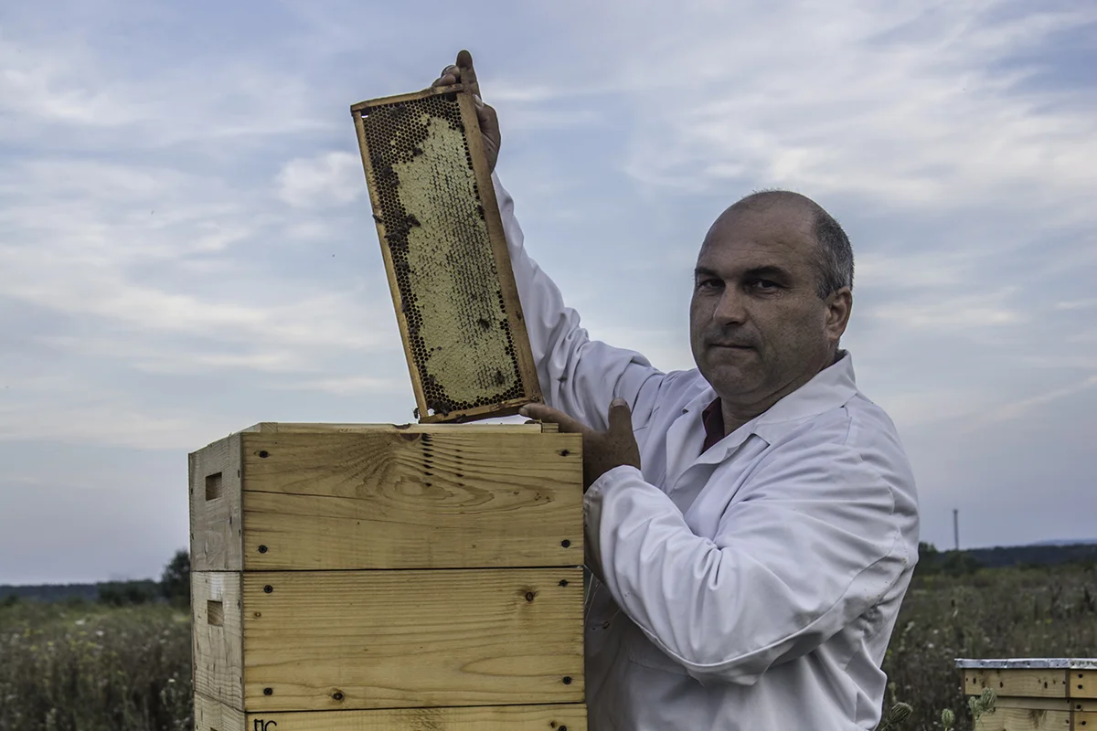 Transcarpathian tribal plant for breeding and selecting the Carpathian bee population