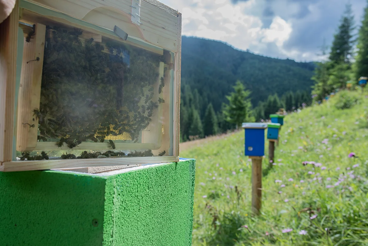 Transcarpathian tribal plant for breeding and selecting the Carpathian bee population