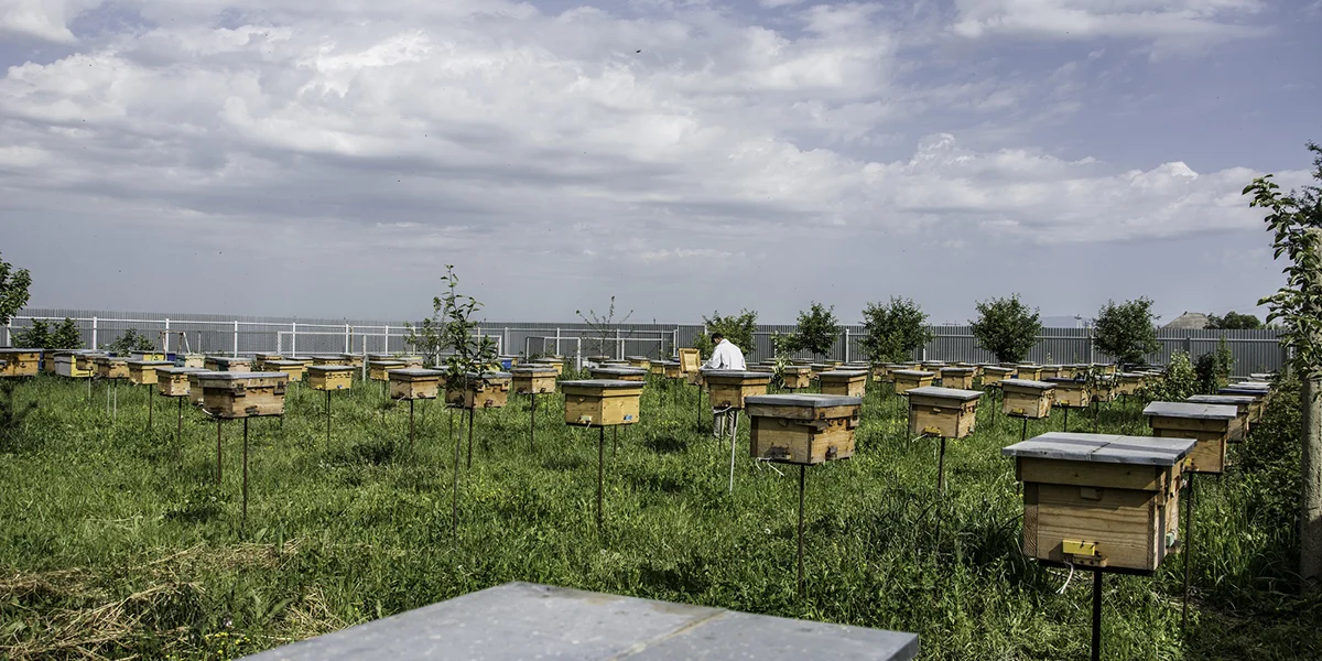 Transcarpathian tribal plant for breeding and selecting the Carpathian bee population