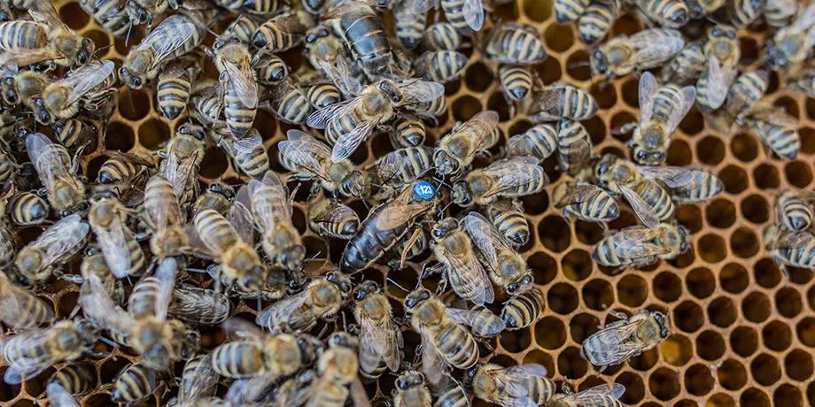 Transcarpathian tribal plant for breeding and selecting the Carpathian bee population