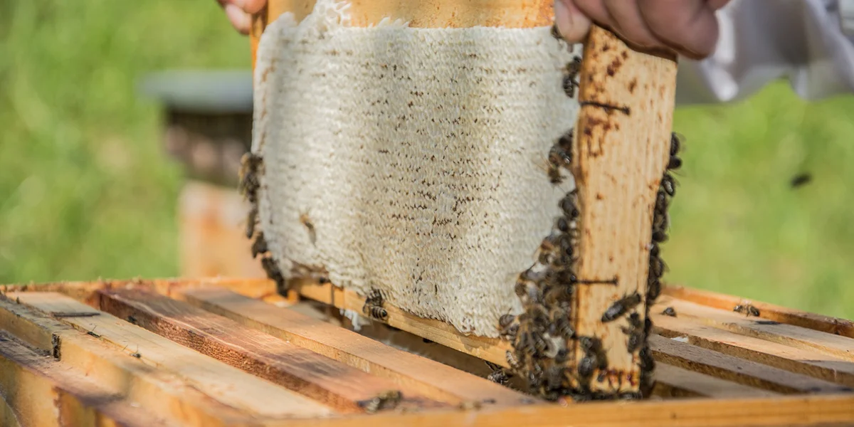 Transcarpathian tribal plant for breeding and selecting the Carpathian bee population