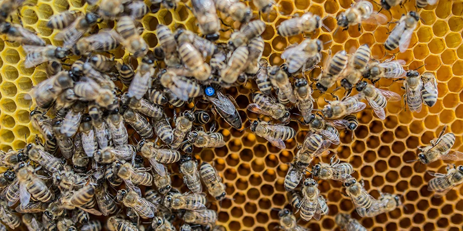 Transcarpathian tribal plant for breeding and selecting the Carpathian bee population