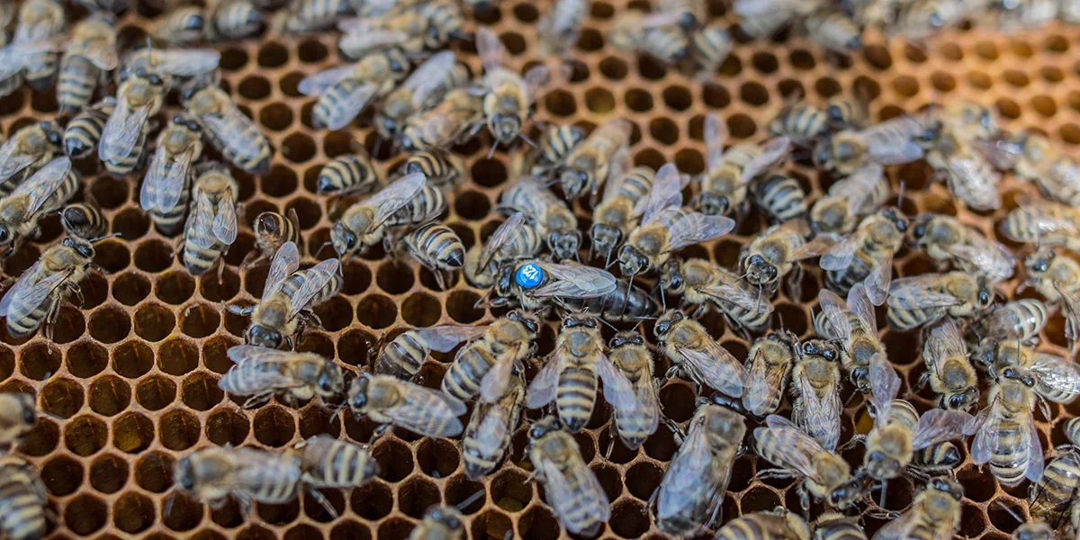 Transcarpathian tribal plant for breeding and selecting the Carpathian bee population