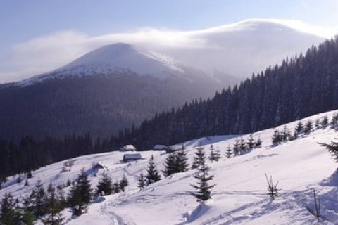 Features of wintering of Carpathian bees